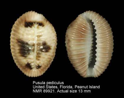 Pusula pediculus.jpg - Pusula pediculus(Linnaeus,1758)
